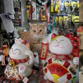 El Guardia Bigotudo: La vida secreta de los gatos en las tiendas de Hong Kong