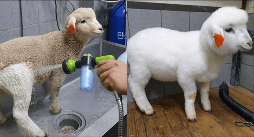 El increíble poder de la limpieza: 20 cosas que se volvieron como nuevas después de la limpieza