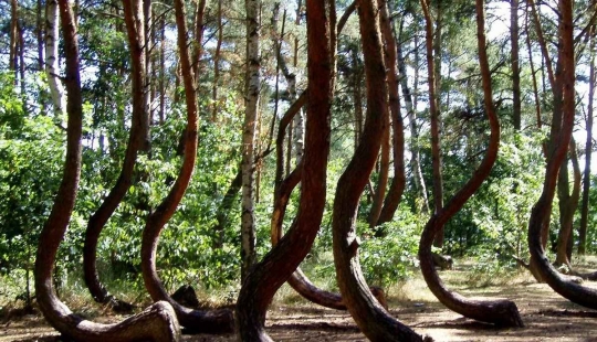 El misterio del bosque torcido: ¿Qué hacía bailar a los pinos comunes?