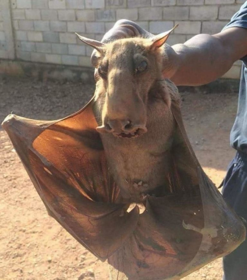 El murciélago frugívoro tiburón martillo es un extraño murciélago con cara de perro. El murciélago frugívoro tiburón martillo es un extraño murciélago con cara de perro.