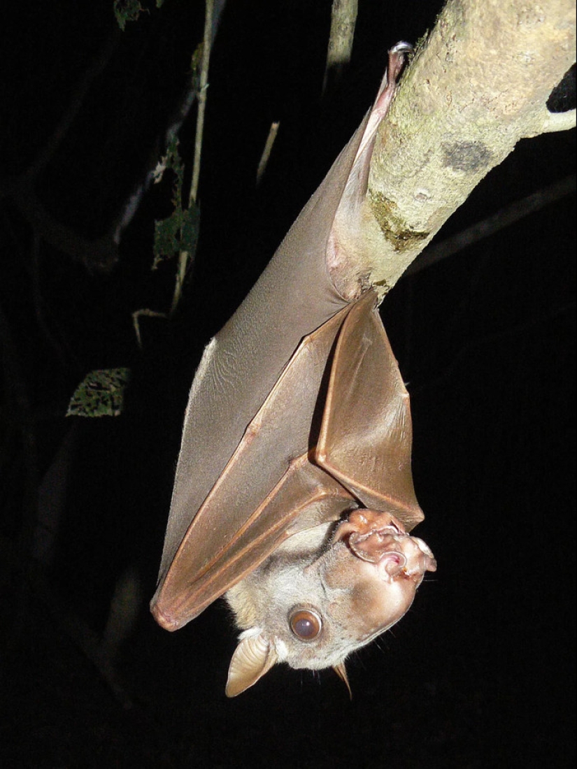 El murciélago frugívoro tiburón martillo es un extraño murciélago con cara de perro. El murciélago frugívoro tiburón martillo es un extraño murciélago con cara de perro.