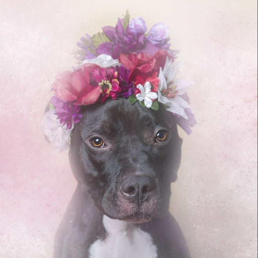 El poder de los colores: el reverso de los Pit bulls