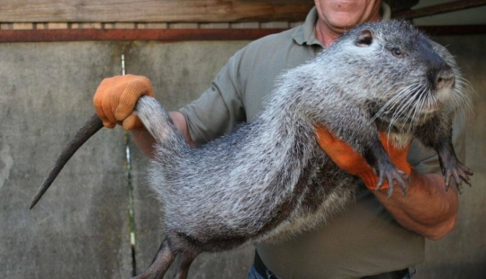 El "Ratón Terrible" de Pacarana es un animal raro y cariñoso de América del Sur. El "Ratón Terrible" de Pacarana es un animal raro y cariñoso de América del Sur.