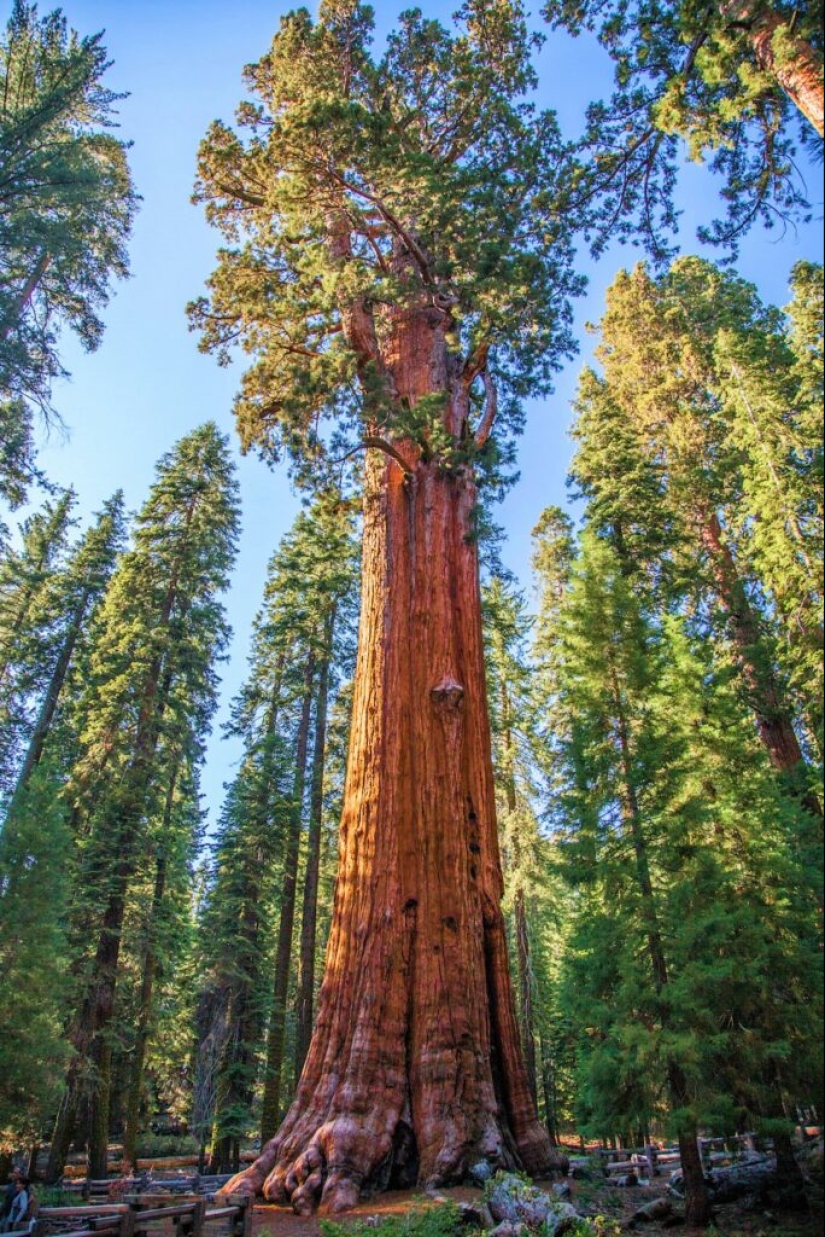 El árbol General Sherman es el organismo vivo más grande del planeta El árbol General Sherman es el organismo vivo más grande del planeta