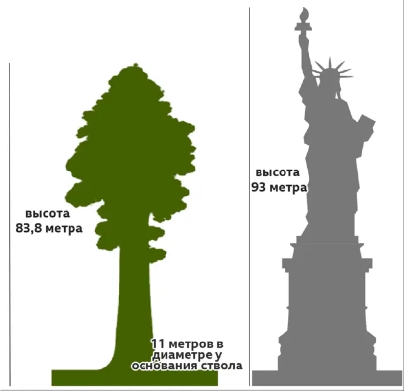 El árbol General Sherman es el organismo vivo más grande del planeta El árbol General Sherman es el organismo vivo más grande del planeta