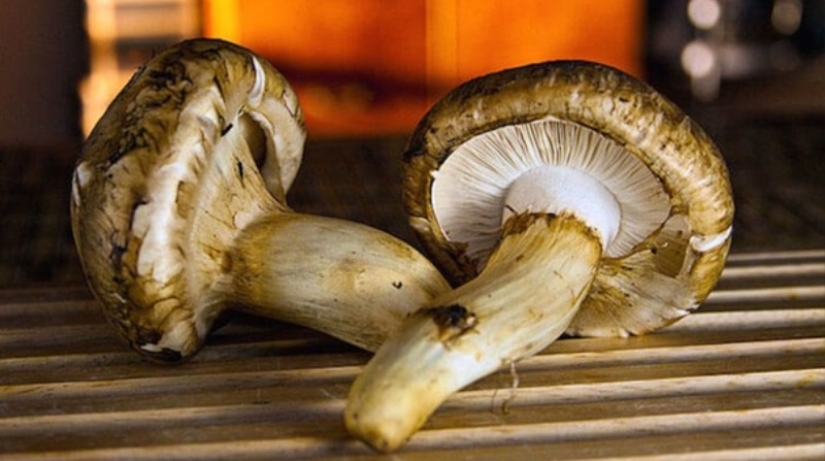 El secreto de los preciosos hongos matsutake