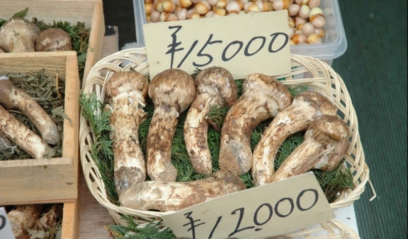 El secreto de los preciosos hongos matsutake