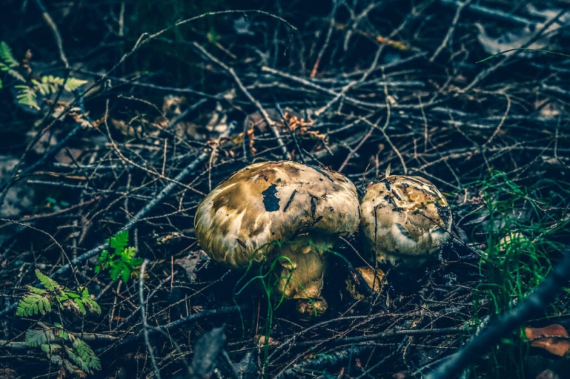El secreto de los preciosos hongos matsutake