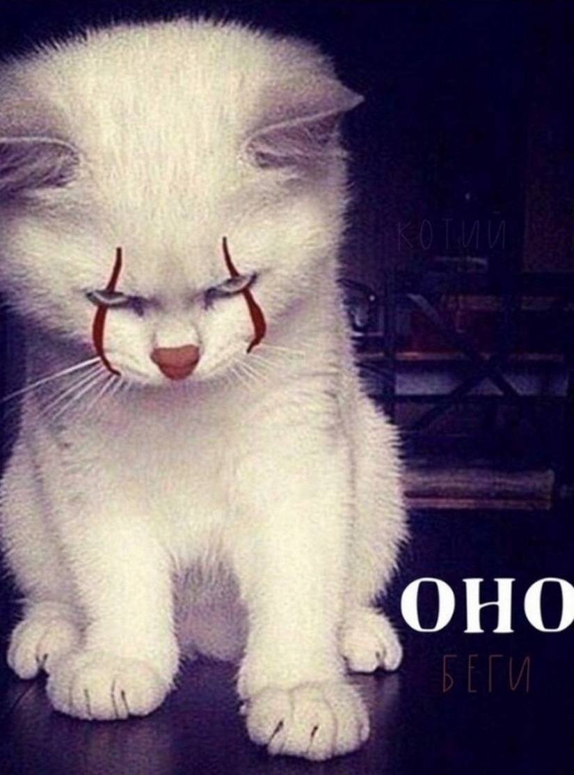 El Señor se lleva la última de las bandejas de Kus! Carteles de éxitos de taquilla con los gatos en los papeles principales