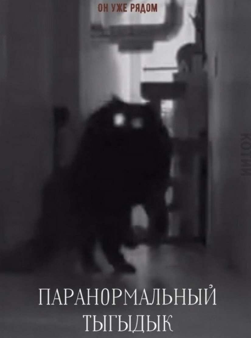 El Señor se lleva la última de las bandejas de Kus! Carteles de éxitos de taquilla con los gatos en los papeles principales