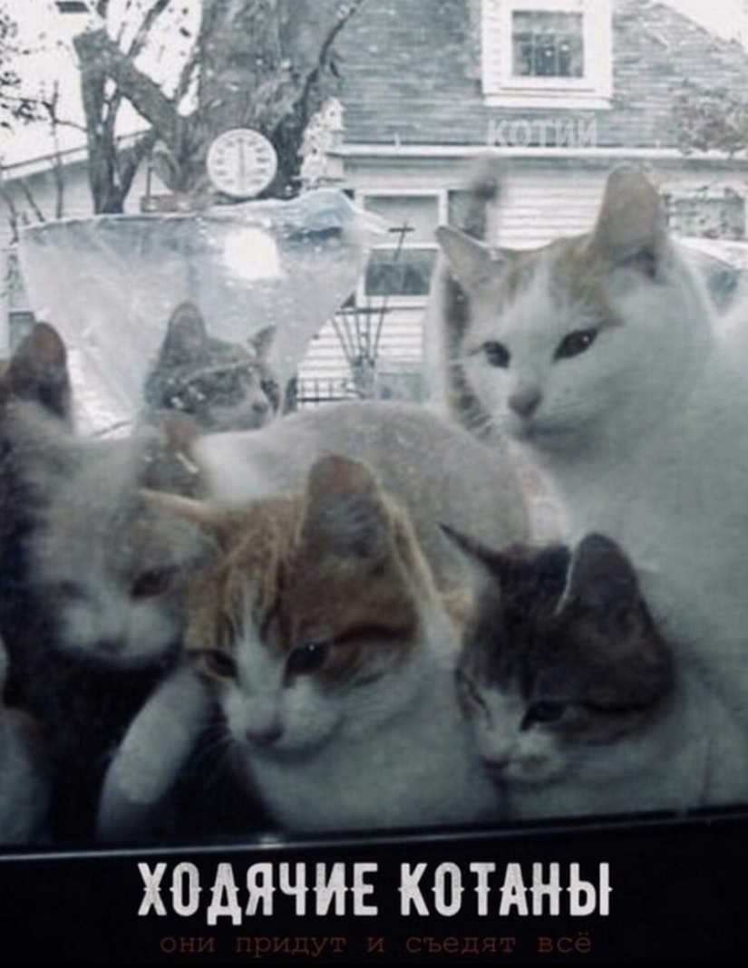 El Señor se lleva la última de las bandejas de Kus! Carteles de éxitos de taquilla con los gatos en los papeles principales