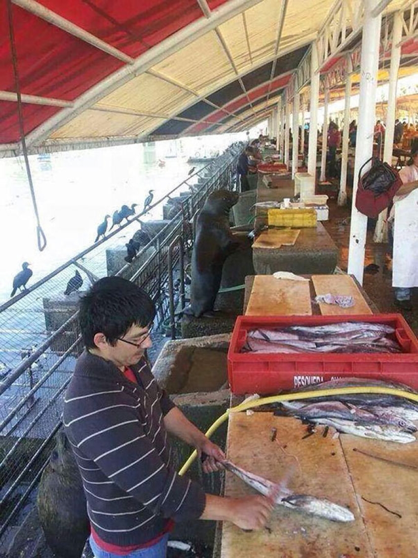 El tercer extra: maestros del disfraz, que incluso un Ojo Afilado indio no encontrará