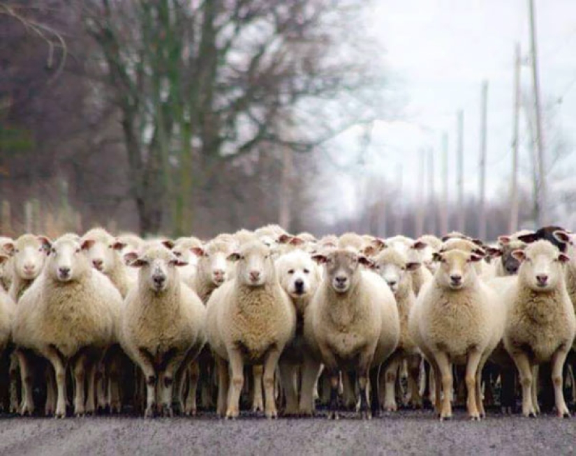 El tercer extra: maestros del disfraz, que incluso un Ojo Afilado indio no encontrará