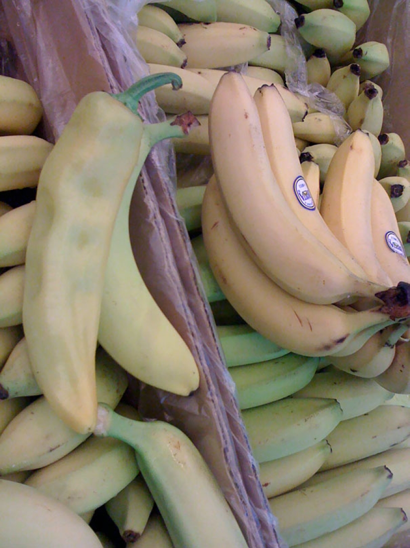 El tercer extra: maestros del disfraz, que incluso un Ojo Afilado indio no encontrará