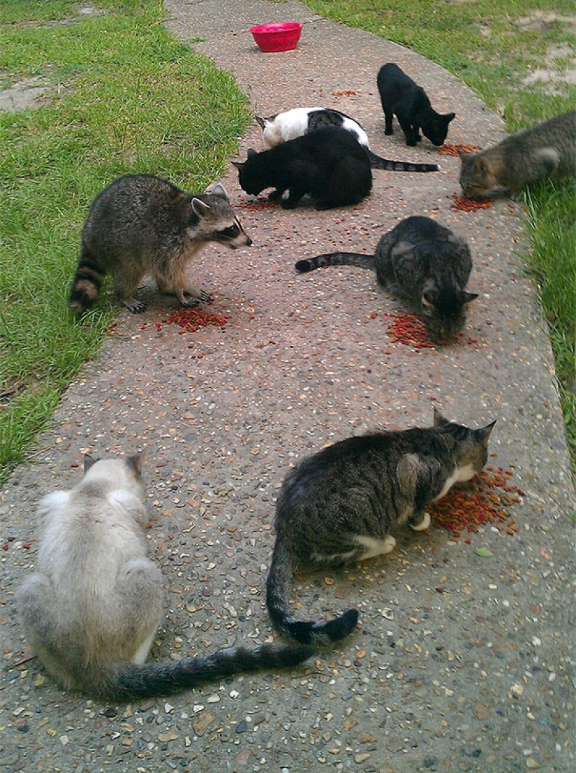 El tercer extra: maestros del disfraz, que incluso un Ojo Afilado indio no encontrará