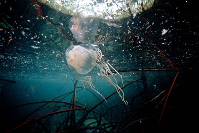 El toque de la mano de la muerte", o por Qué se bañan en pantimedias en el norte de Australia El toque de la mano de la muerte", o por Qué se bañan en pantimedias en el norte de Australia