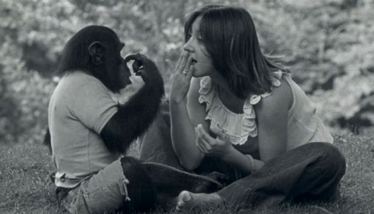 El trágico destino de Nim Chimpsky, o es posible hacer un hombre de un mono