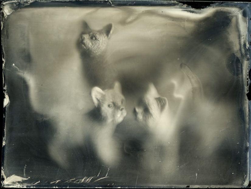 En el mundo de las hadas ambrotypes En el mundo de las hadas ambrotypes