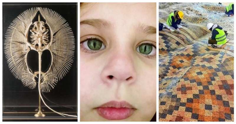 En este hermoso mundo: 22 extraño resultados que le sorprenderán