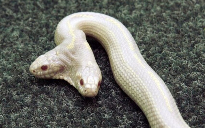 En este hermoso mundo: 22 extraño resultados que le sorprenderán