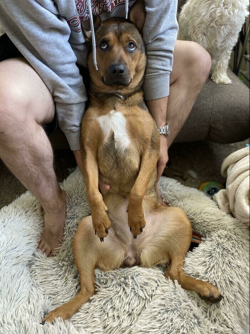 En lugar de las palabras a la vista: 20+ Mascotas que amo profundamente a sus dueños