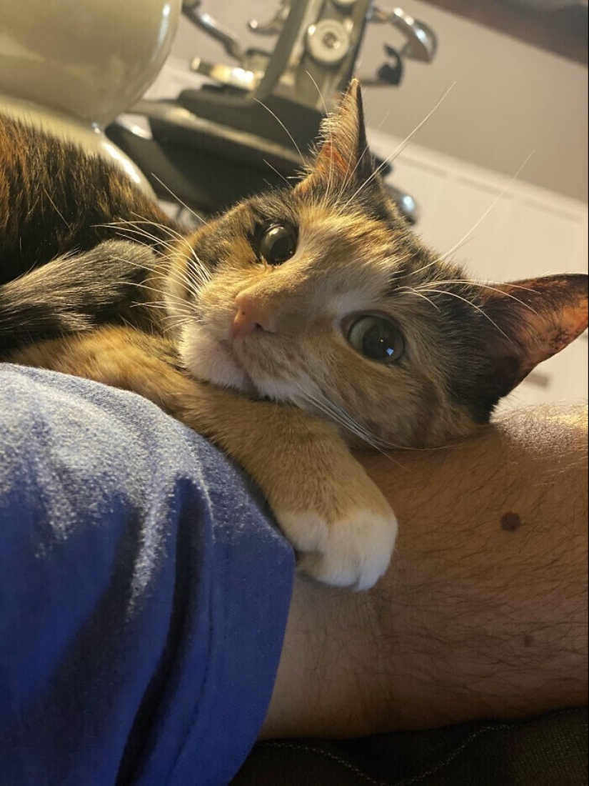 En lugar de las palabras a la vista: 20+ Mascotas que amo profundamente a sus dueños