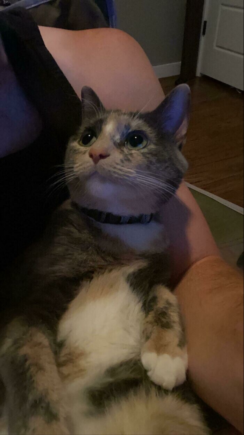 En lugar de las palabras a la vista: 20+ Mascotas que amo profundamente a sus dueños