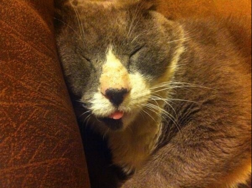En un completo apagón: gatos muy profundamente dormidos y gatos con los hocicos más estúpidos