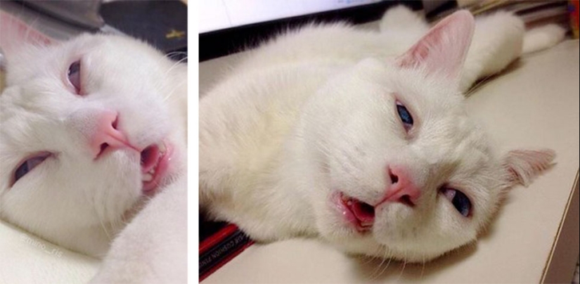 En un completo apagón: gatos muy profundamente dormidos y gatos con los hocicos más estúpidos