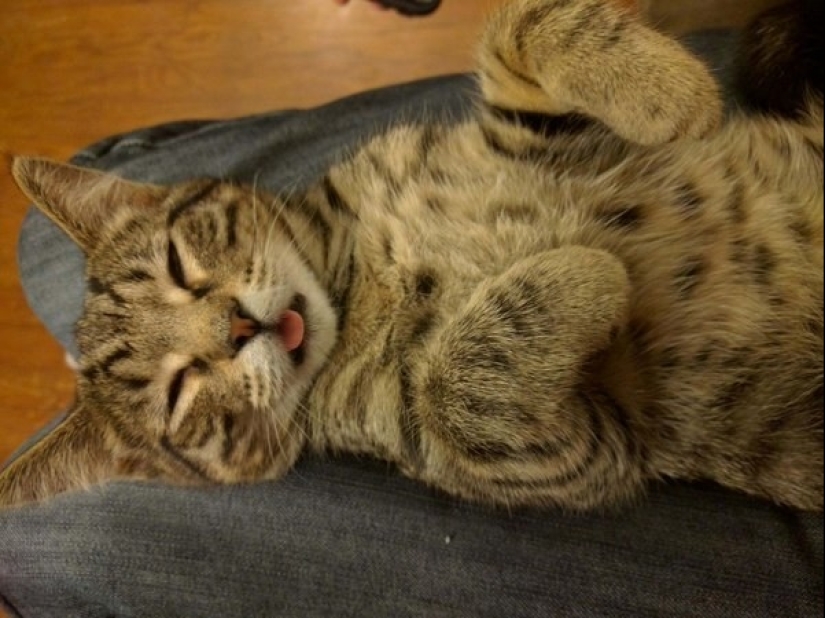 En un completo apagón: gatos muy profundamente dormidos y gatos con los hocicos más estúpidos