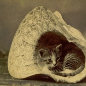 Encantadores gatos vintage que demostrarán que los gatos han gobernado el mundo en todo momento