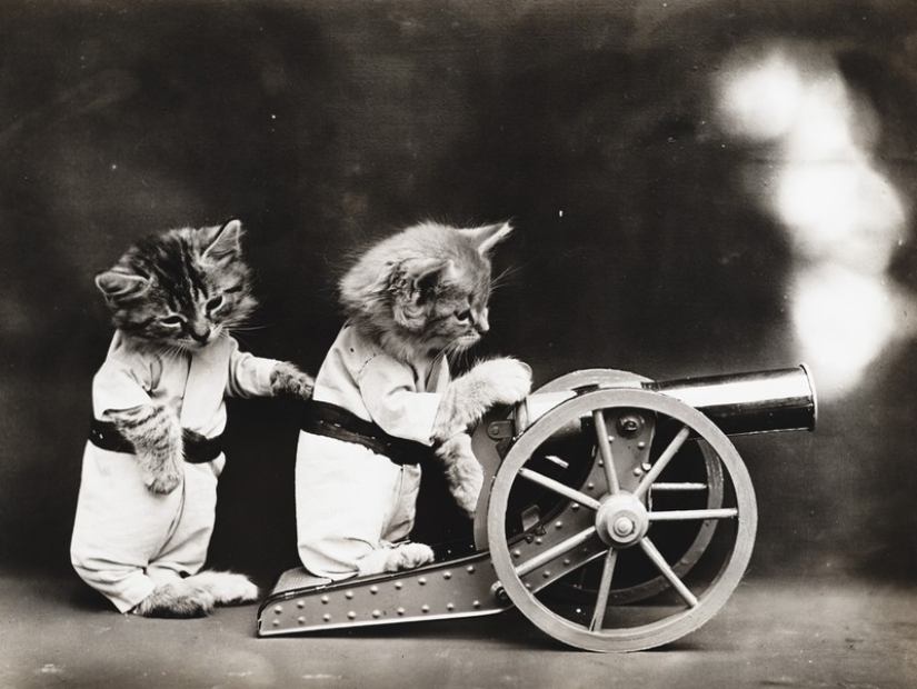 Encantadores gatos vintage que demostrarán que los gatos han gobernado el mundo en todo momento Encantadores gatos vintage que demostrarán que los gatos han gobernado el mundo en todo momento