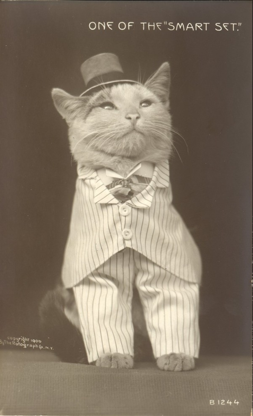Encantadores gatos vintage que demostrarán que los gatos han gobernado el mundo en todo momento Encantadores gatos vintage que demostrarán que los gatos han gobernado el mundo en todo momento