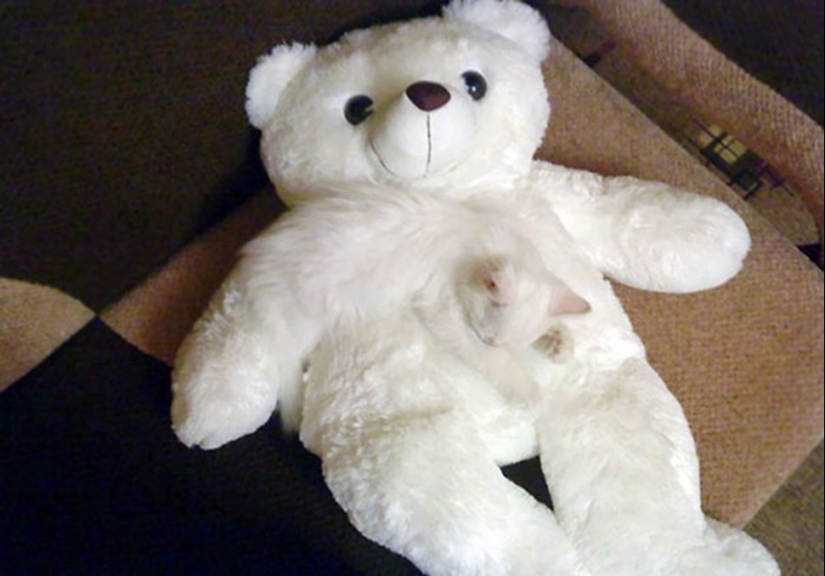 Encontrar el gato: astuto barbas a rayas, que son imposibles de encontrar en la foto