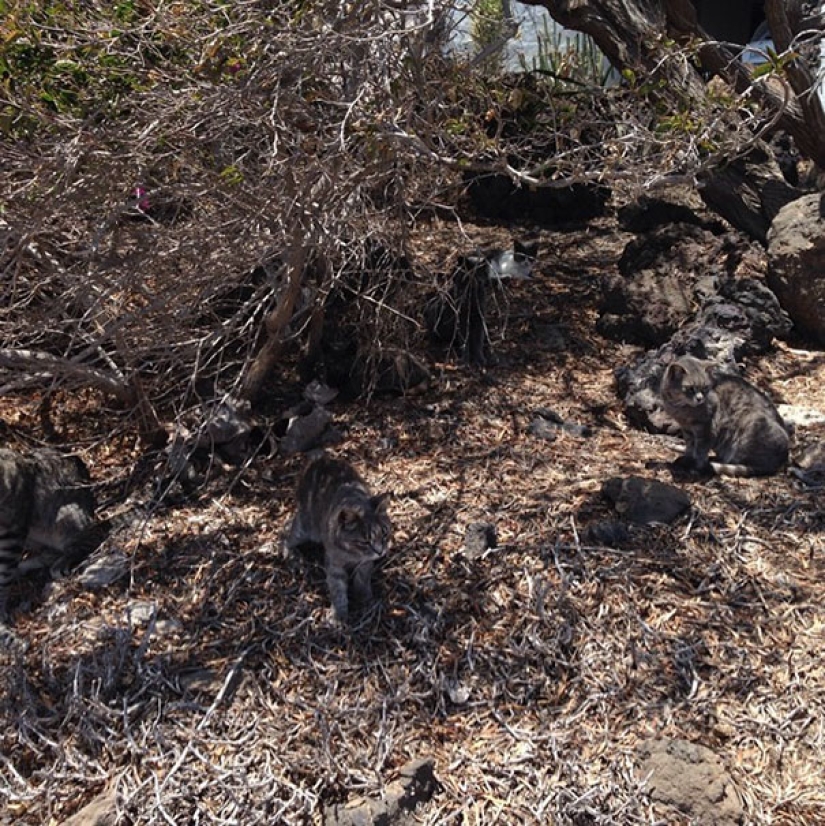 Encontrar el gato: astuto barbas a rayas, que son imposibles de encontrar en la foto