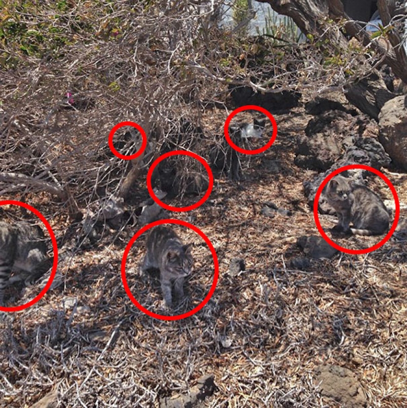 Encontrar el gato: astuto barbas a rayas, que son imposibles de encontrar en la foto