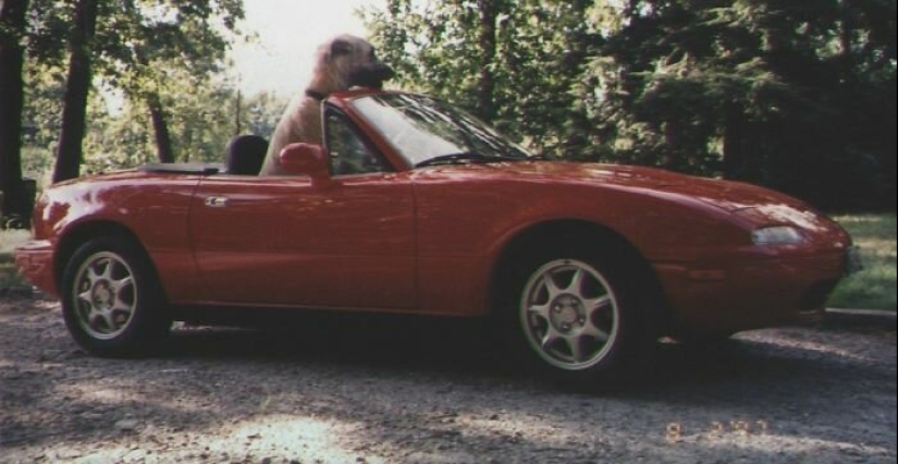 Enorme, divertido, amable: 45 perros lobo irlandeses que impresionarán con su tamaño Enorme, divertido, amable: 45 perros lobo irlandeses que impresionarán con su tamaño