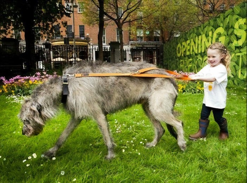 Enorme, divertido, amable: 45 perros lobo irlandeses que impresionarán con su tamaño Enorme, divertido, amable: 45 perros lobo irlandeses que impresionarán con su tamaño