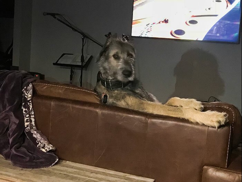 Enorme, divertido, amable: 45 perros lobo irlandeses que impresionarán con su tamaño Enorme, divertido, amable: 45 perros lobo irlandeses que impresionarán con su tamaño