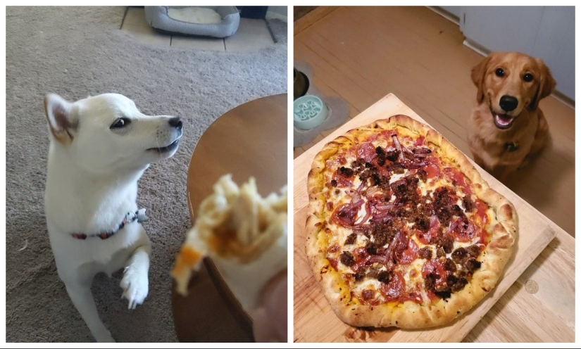 Es imposible negarse: 22 fotos sobre cómo los animales son capaces de mendigar por comida Es imposible negarse: 22 fotos sobre cómo los animales son capaces de mendigar por comida