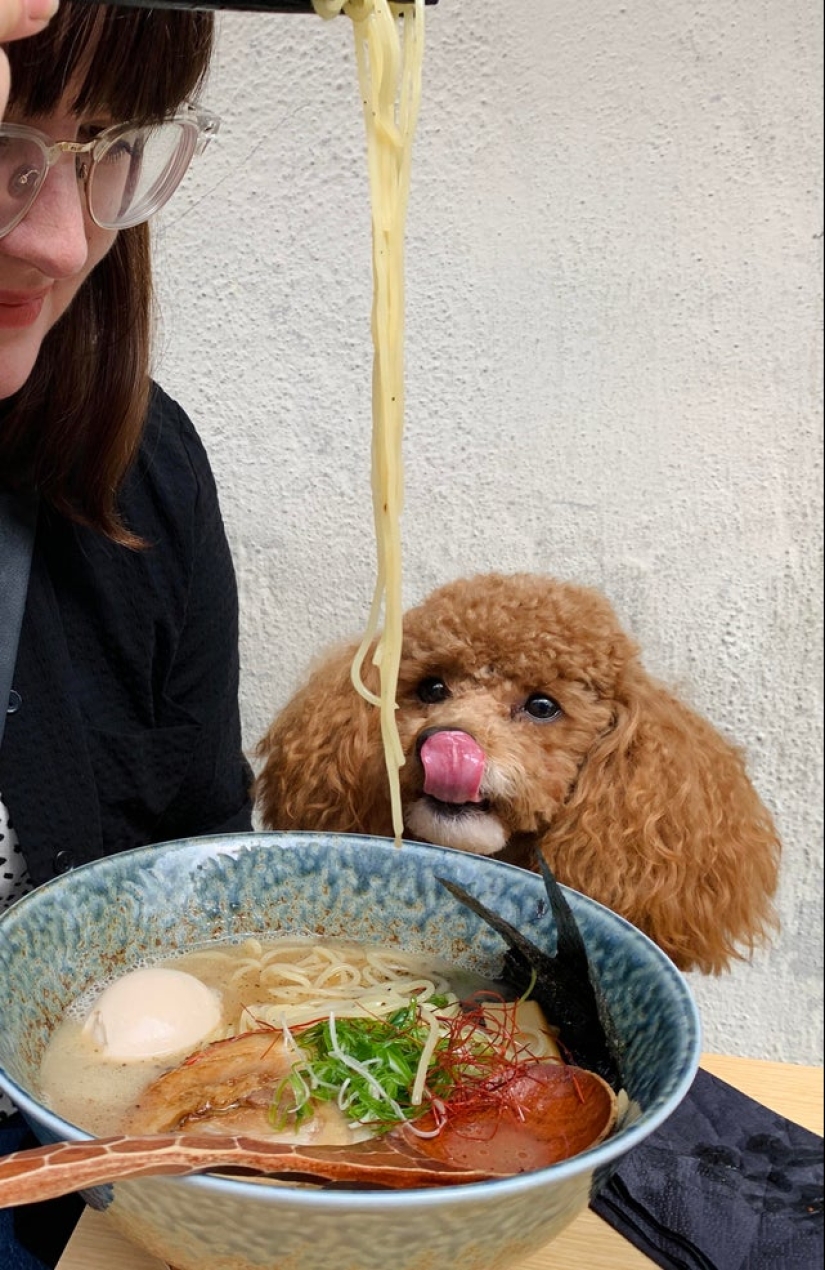 Es imposible negarse: 22 fotos sobre cómo los animales son capaces de mendigar por comida Es imposible negarse: 22 fotos sobre cómo los animales son capaces de mendigar por comida