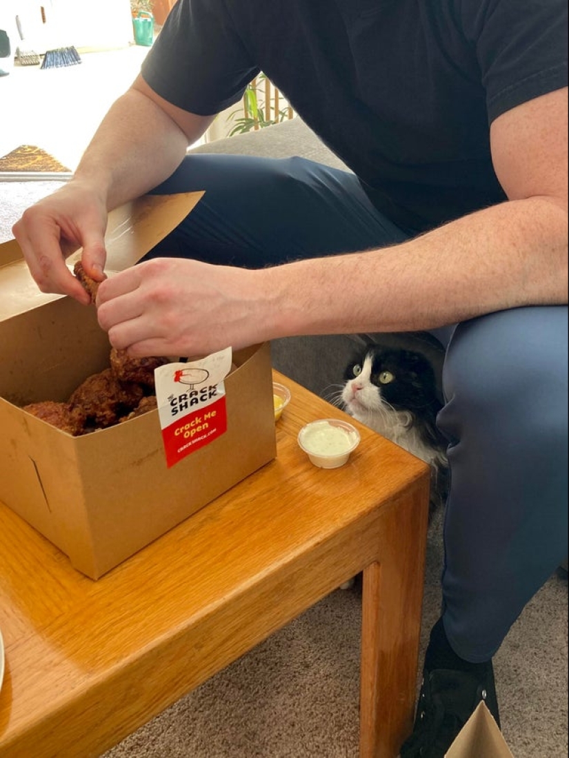 Es imposible negarse: 22 fotos sobre cómo los animales son capaces de mendigar por comida Es imposible negarse: 22 fotos sobre cómo los animales son capaces de mendigar por comida