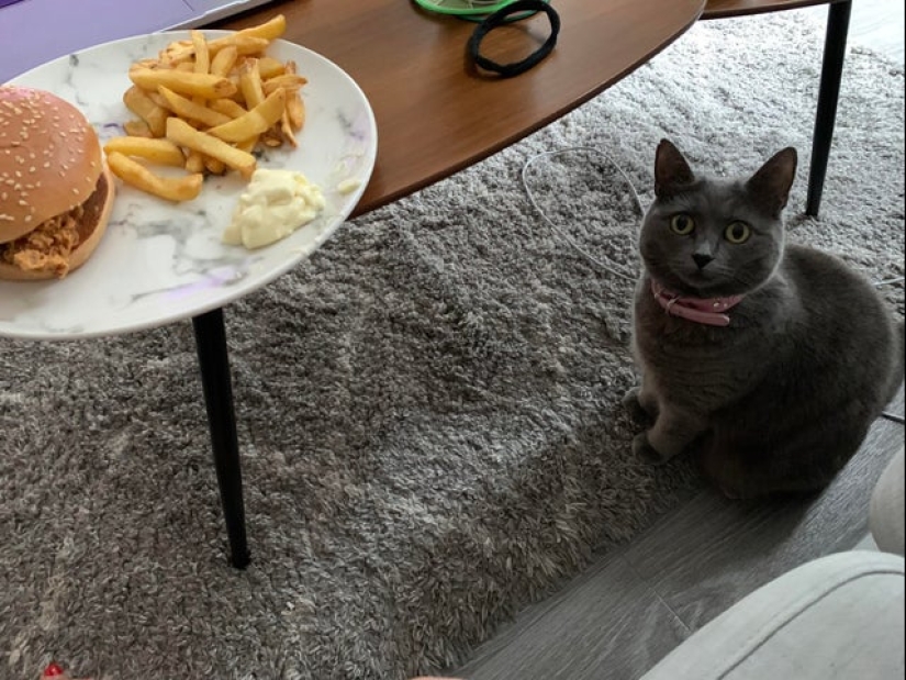 Es imposible negarse: 22 fotos sobre cómo los animales son capaces de mendigar por comida Es imposible negarse: 22 fotos sobre cómo los animales son capaces de mendigar por comida