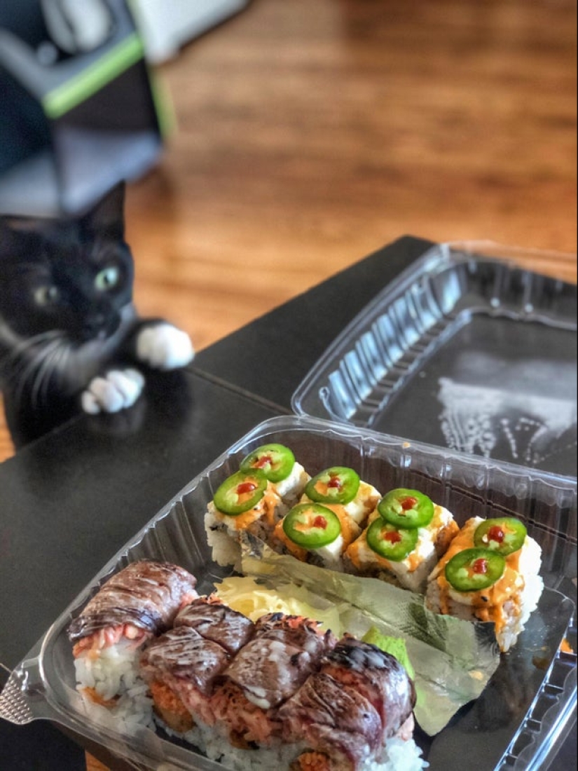 Es imposible negarse: 22 fotos sobre cómo los animales son capaces de mendigar por comida Es imposible negarse: 22 fotos sobre cómo los animales son capaces de mendigar por comida