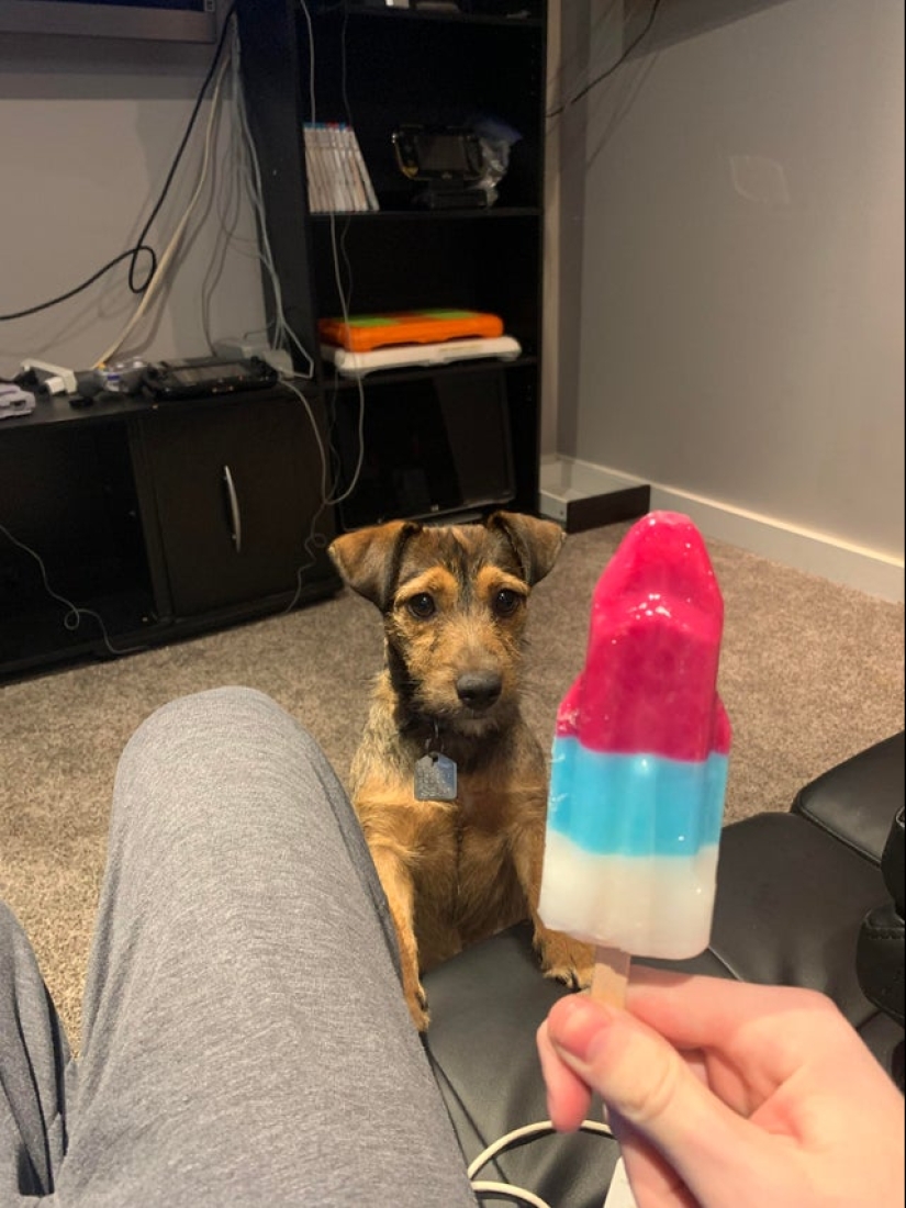 Es imposible negarse: 22 fotos sobre cómo los animales son capaces de mendigar por comida Es imposible negarse: 22 fotos sobre cómo los animales son capaces de mendigar por comida