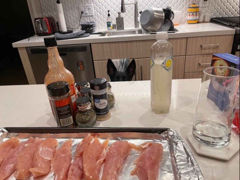 Es imposible negarse: 22 fotos sobre cómo los animales son capaces de mendigar por comida Es imposible negarse: 22 fotos sobre cómo los animales son capaces de mendigar por comida