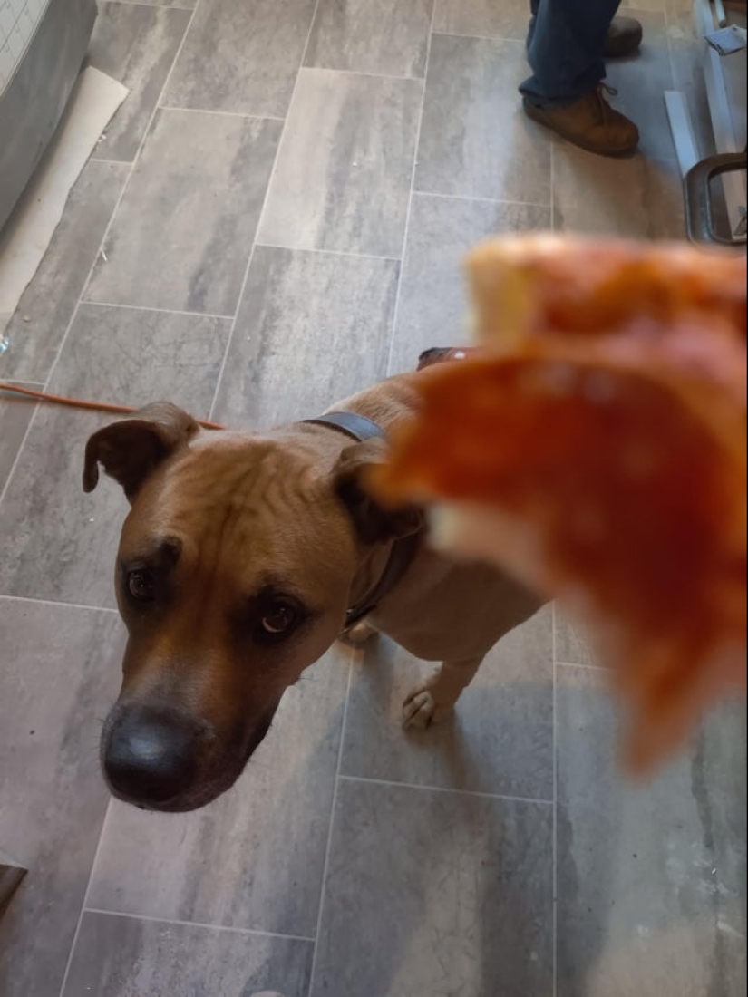 Es imposible negarse: 22 fotos sobre cómo los animales son capaces de mendigar por comida Es imposible negarse: 22 fotos sobre cómo los animales son capaces de mendigar por comida