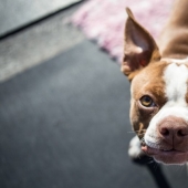 Es verdad que los perros no distinguen colores