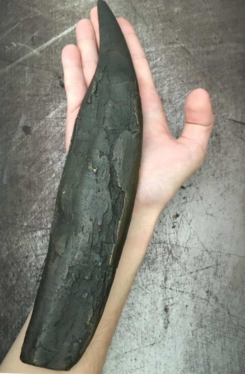 ¡Ese es el tamaño! 22 veces en las que las dimensiones reales eran completamente inesperadas ¡Ese es el tamaño! 22 veces en las que las dimensiones reales eran completamente inesperadas