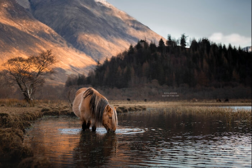 “Espíritus de las Tierras Altas”: Mis 12 fotos de ponis que tomé en Escocia